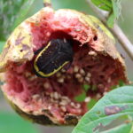 Besouro em fruto na cidade de Sabino (SP)