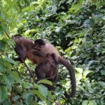 Macaco-prego em Ibitinga (SP)