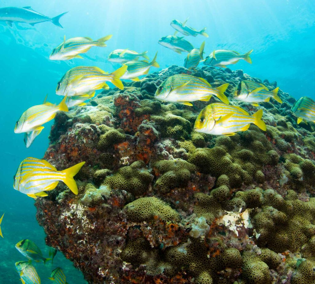 Mais de 100 municípios da Mata Atlântica já criaram Unidades de Conservação para preservar ambientes costeiro-marinhos